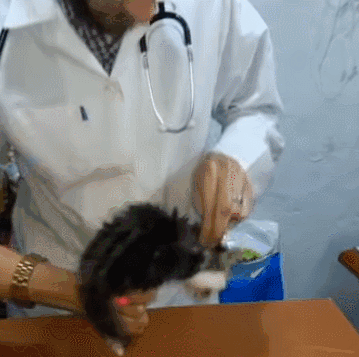 带猫去医院打针,个个都戏精上身,网友:像极了我当年打针的样子