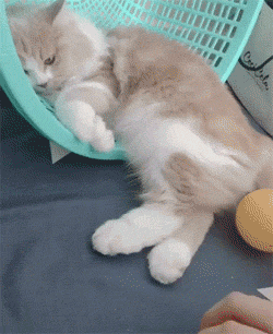 千万别惹猫咪生气因为一旦生气你哄都哄不好