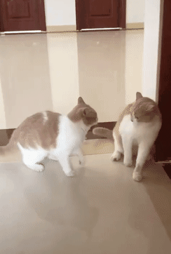 一组温暖的图片不是只有品种猫咪才可爱流浪猫也能萌化人心