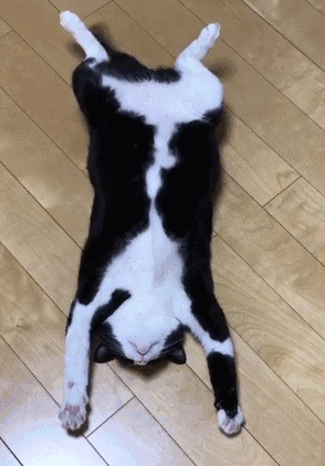 结语:你家奶牛猫还做过哪些沙雕事呢?