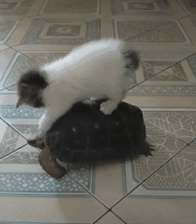 结语:你家奶牛猫还做过哪些沙雕事呢?