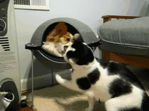 奶牛猫有多二堪称猫中哈士奇