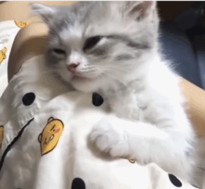 猫咪为什么总是要跟主人一起睡?很简单,就6点!