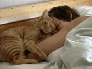 自从养了猫,我再也没睡过懒觉,简直比闹钟还准时!