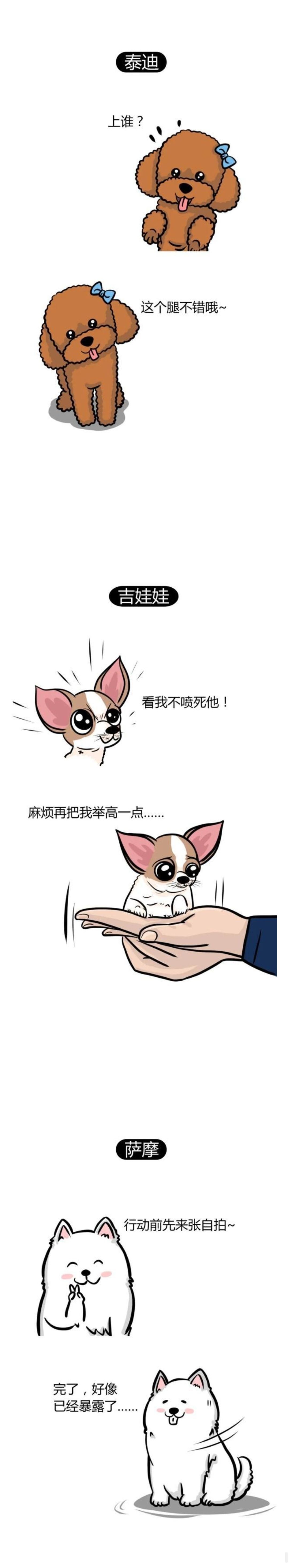 当这些狗狗成为了警犬,边牧:"上?你有枪,你咋不上呢?