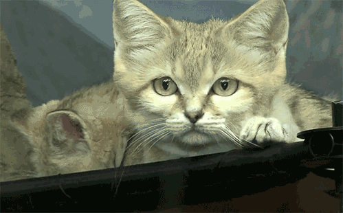 看个比赛可把我小猫咪给急坏了哈哈哈哈哈