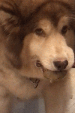 张二爷yes养了狗以后才知道,那个成语不能叫鬼鬼祟祟,应该叫狗狗祟祟