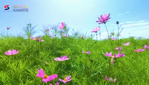 走着~去奥体中心赏花去!