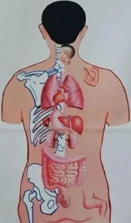 背部图及口诀肺部娇嫩最上面,左边为心右为肝,下面左脾右是胆,再下左