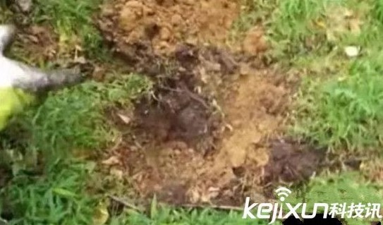 男子上山寻宝挖出这物吓坏了！一盆硬币价值千万众人傻眼