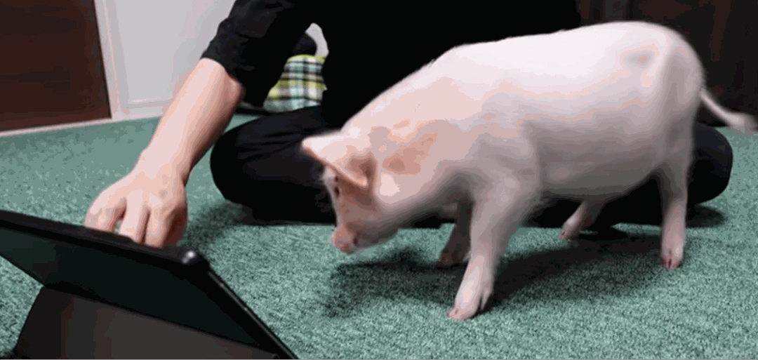 细心地给小猪洗澡.投喂各种小零食.裹进毯子哄它睡觉.一起去室外散步.