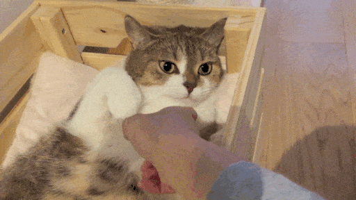 一组有趣的图片告诉你这就是养猫以后的生活
