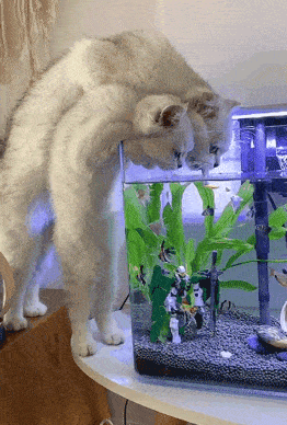 我的猫边尿尿边生气,怎么回事?_腾讯网