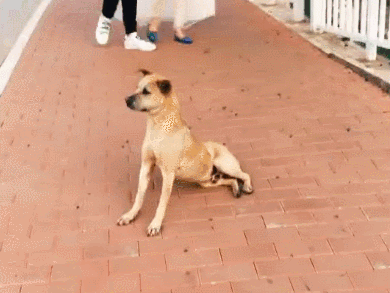 中华田园犬世界no.
