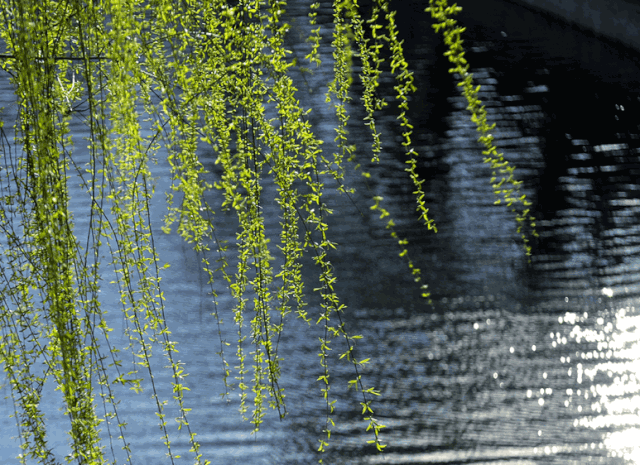 九月的风吹响花垣三中国立茶师