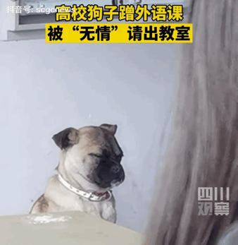 狗狗在大学蹭课被保安逮捕不仅丝毫不慌还荡起了秋千哈哈哈