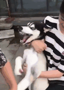 毕竟它可是靠实力,对于这样的哈士奇,如果你没有足够强大的心理承受