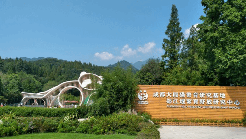 成都周边4个熊猫基地到底去看哪个好呢