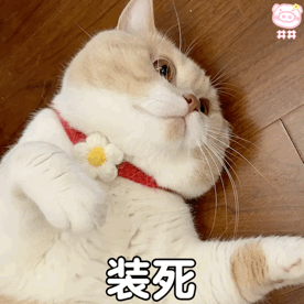 沙雕可爱表情包 i 一起看笨蛋