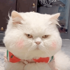 表情包网红猫咪腮红球系列