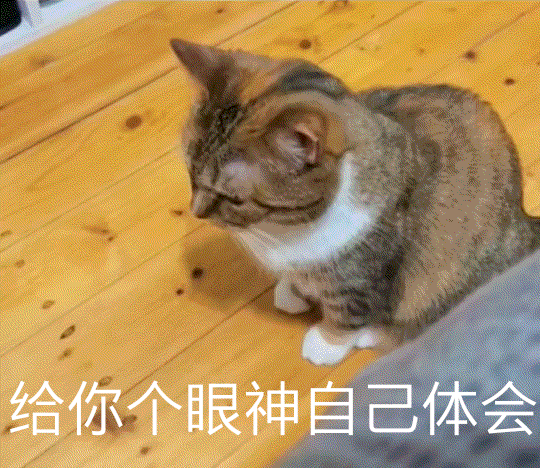 萌趣猫咪表情包gif斗图大放送,眼神体会猫和生无可恋猫搞笑表情包出处