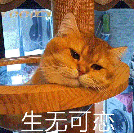 可爱猫咪表情包系列,喵星人搞笑有趣动态gif图