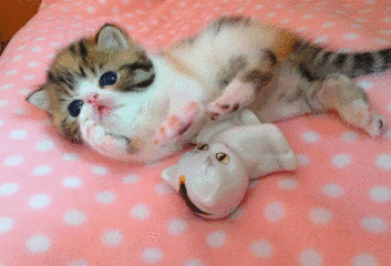 新猫进家系列4小奶猫进入新家的最初几天要注意什么