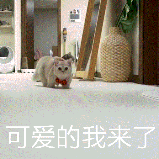 萌宠gif动态表情包,是猫咪比较可爱呢还是狗狗更胜一筹