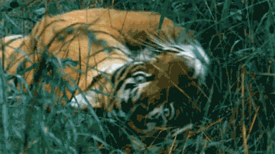 一进门就被一声虎啸吓了一跳,走进一看,凶猛壮硕的老虎大哥满身