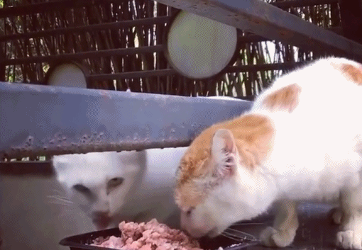 小编有话说:猫咪跟狗狗不一样,它们天生性子比较冷,需要主人长时间