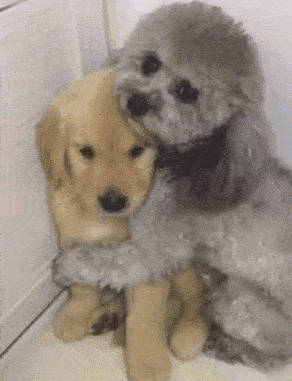 这车库真漂亮还大还敞亮