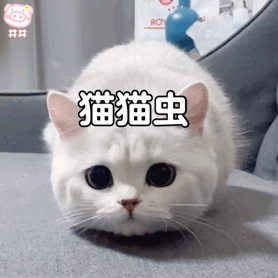 离我远点ok第212期猫咪表情包