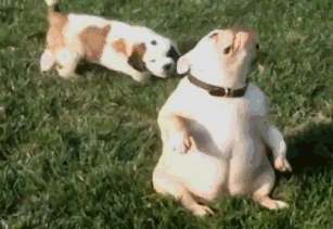 (也可能因为是真的傻)给狗狗一条尾巴,它可以玩上一下午!