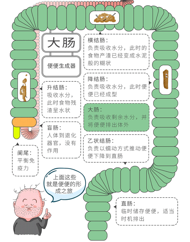 电解质,部分细菌,肠道脱落的粘膜细胞等物质流转到大肠形成大便的最初