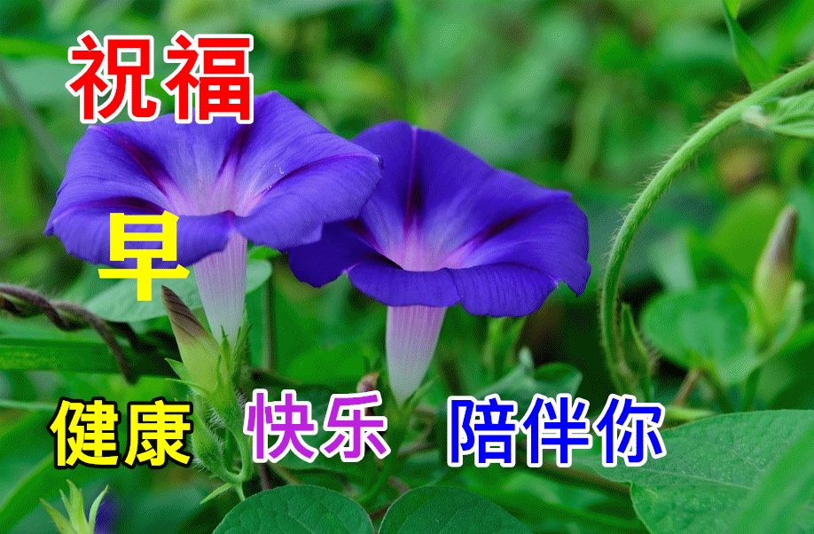 美好的一天,从清晨开始,道一声早安,说一声问侯,愿你人勤晨早,快乐每