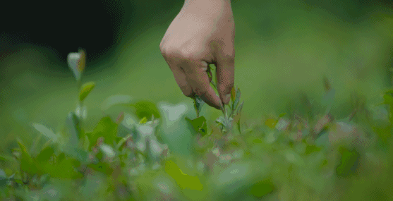 绿茶|茶圣陆羽的偏爱推荐 史上贡茶之最的茶-顾渚紫笋