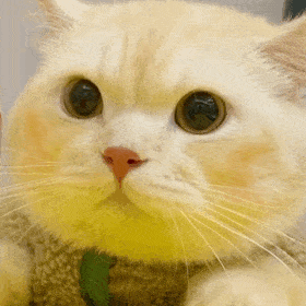 表情包:流下了不争气的眼泪