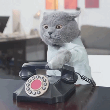 猫品种之别样的蓝猫