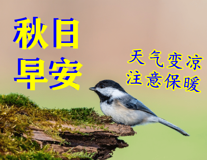 朋友圈清晨温馨正能量问候图片最美早上好祝福动图说说