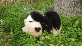 魔性动物gif一熊猫打滚