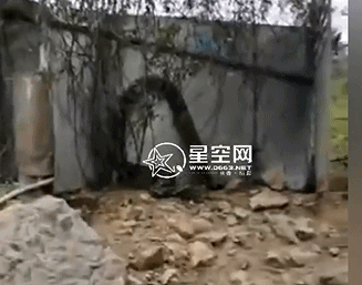 潮汕某地惊现大蟒蛇,蛇身如大腿般粗壮