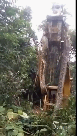 这条超大蟒蛇被挖掘机挑起时,蛇的头部还不断扬起,似乎是试图在反击