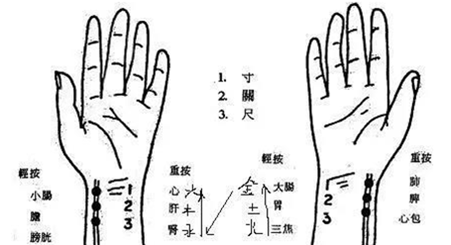 教你最底层的基础知识,如何正确寸关尺布指方法,把脉时浮中沉的取法等