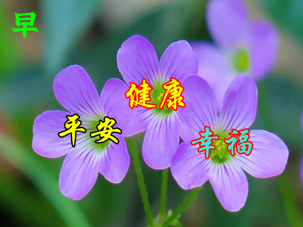 9张最美秋天清晨早上好动画表情鲜花图片 免打字聊天