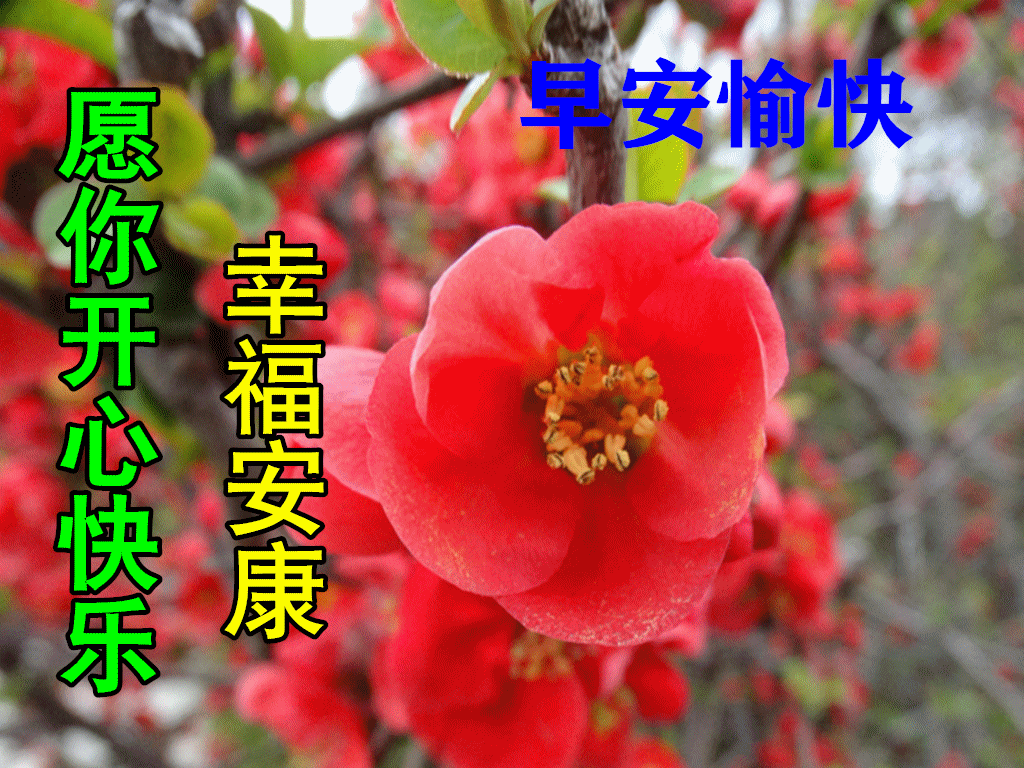 11月3日最漂亮早上好动态表情图片大全,秋天早安问候