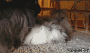 袋鼠:给我家宠物梳毛!姑娘一心想火,没想到火的这么快!