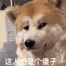 很可爱很沙雕的狗狗表情包