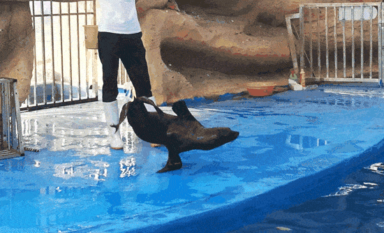 萌宠乐园展精彩活动 惊艳来袭准备好一起happy了吗?