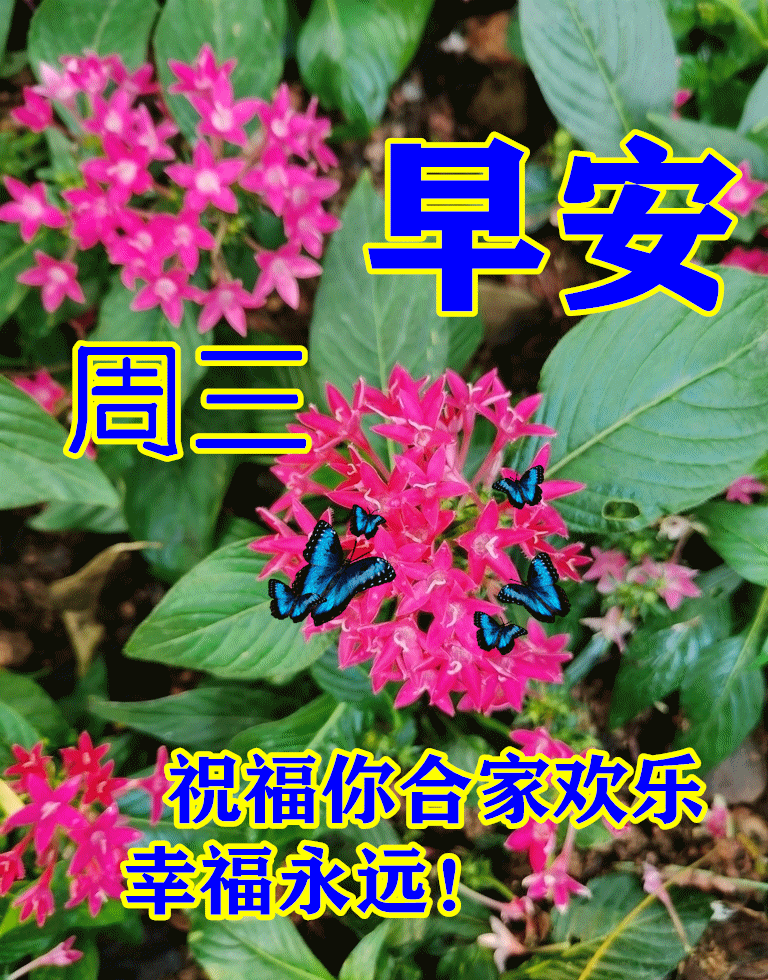 2022年1月26日星期三漂亮早上好问候动态表情图片带字周三最美早安