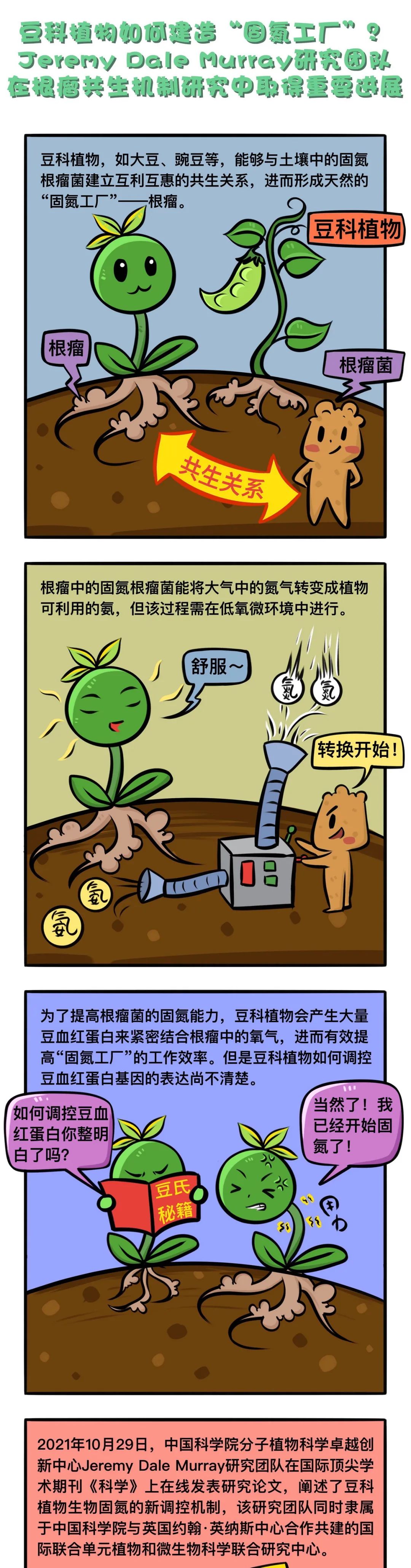 上海科学家发现豆科植物生物固氮新调控机制_腾讯新闻